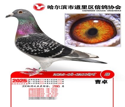 道里五关鸽王200组286名