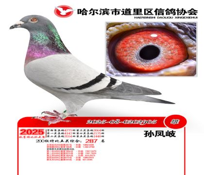 道里五关鸽王200组287名