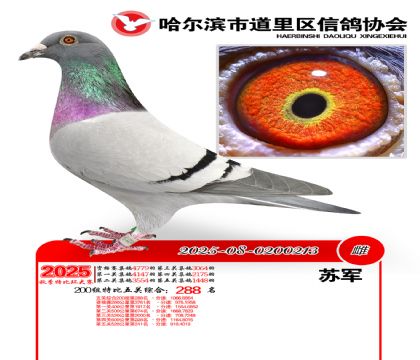 道里五关鸽王200组288名