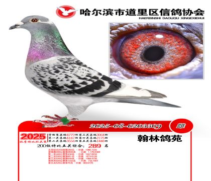 道里五关鸽王200组289名