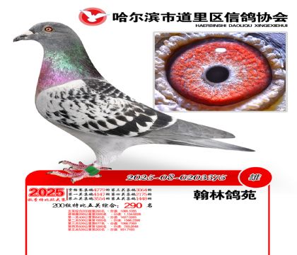 道里五关鸽王200组290名