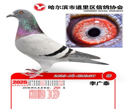 道里五关鸽王200组291名