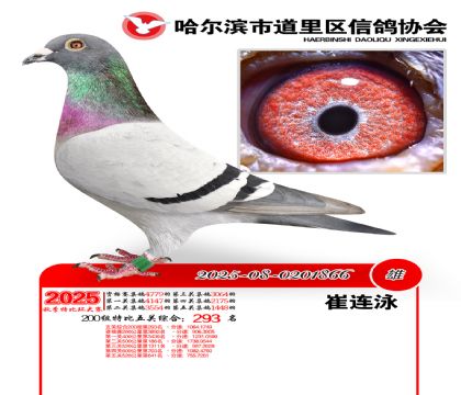 道里五关鸽王200组293名