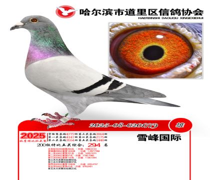 道里五关鸽王200组294名