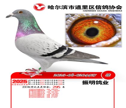 道里五关鸽王200组295名