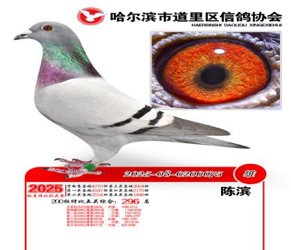 道里五关鸽王200组296名