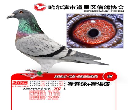 道里五关鸽王200组297名