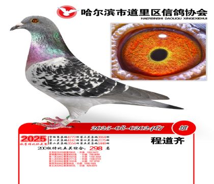 道里五关鸽王200组298名