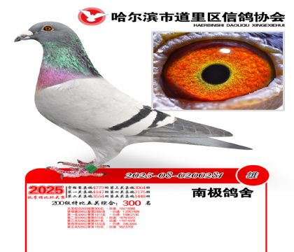 道里五关鸽王200组300名