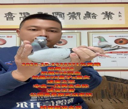 高级完美金母!奶酪698高辈分回血金母!