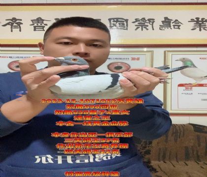 四关鸽王22父亲!奶酪698高级种雄