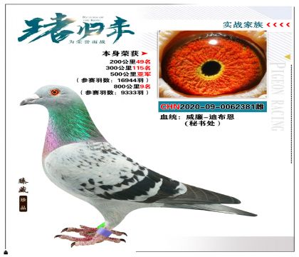 -ϲ鴦 ٻ16944500Ǿ