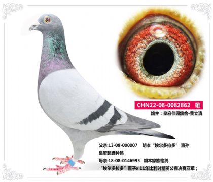 ʸ---862   	