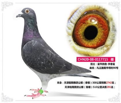 빫510291  	