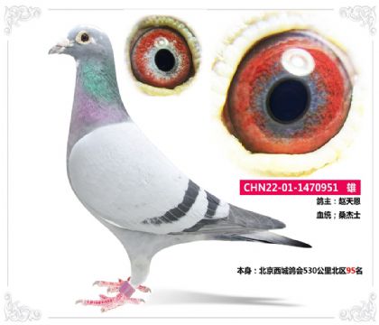 Ǹ530ﱱ95  	
