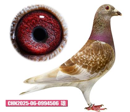 ǲ-ú506