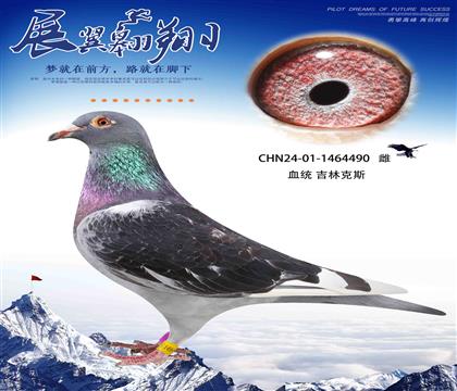 ѪԼߵļֿ˹490