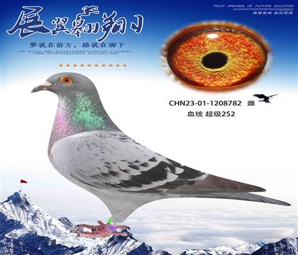 ﶼӮǮӢܳ252782