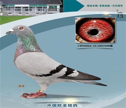 Ը4008X600ھ