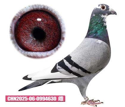 ǲ-ض630