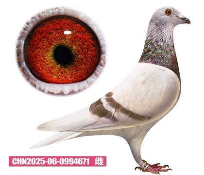 ǲ-ú671