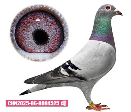 -С525
