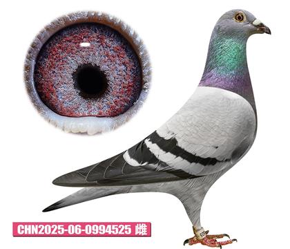 -С525