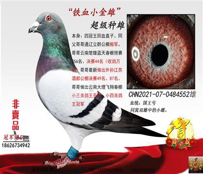 本舍第一种雄四冠王回血直子