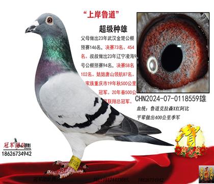 赢钱鲁道(73名全平辈)