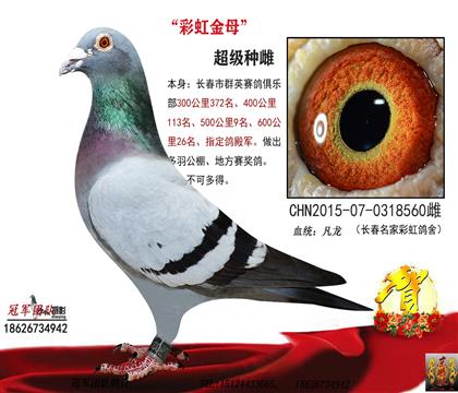 彩虹金母一长春名家彩虹鸽舍做育使翔