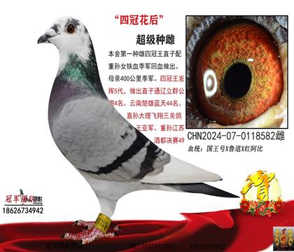 完美四冠花后