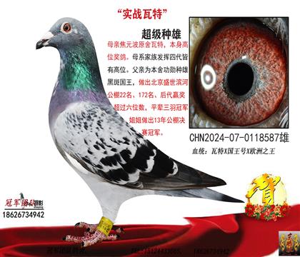 焦元波瓦特金母直子