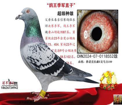 吉信鸽王季军直子