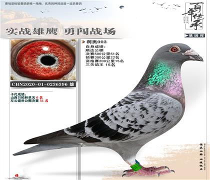 公棚鸽王15名利奥396