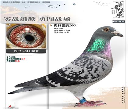台奥林匹003鸽王10名187