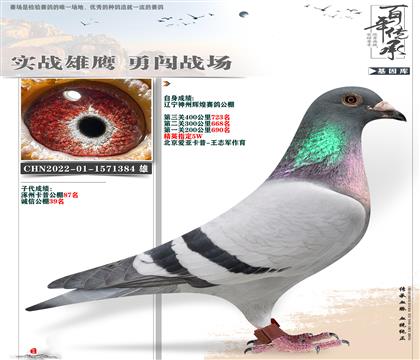 爱亚卡普精英重炮384