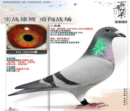 台鸽詹森188