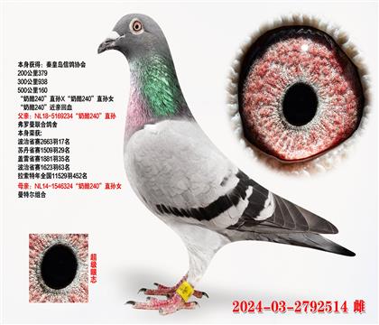 240ֱX240ֱŮ
