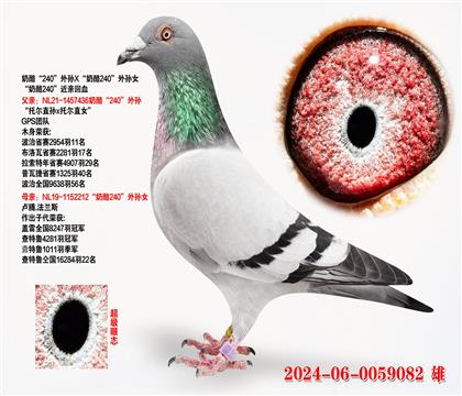 ҡ240X240Ů