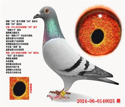 ҡ240ֱXҡ240ֱŮ