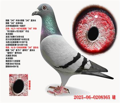 ҡ240Xҡ240ֱŮ
