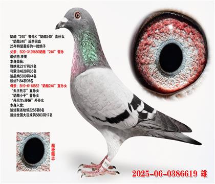 ҡ240X240ֱŮ