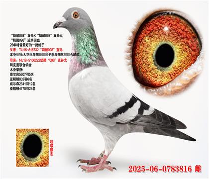 ҡ240X240ֱŮ
