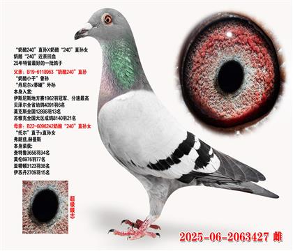 240ֱXҡ240ֱŮ