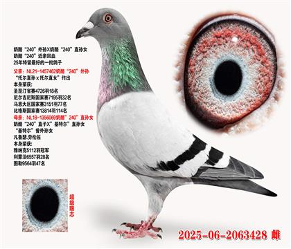 ҡ240Xҡ240ֱŮ