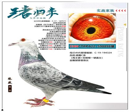 台湾硕园鸽舍 本身成绩五关综合9名 四关综合季军