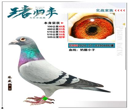 血统:”奶酪小子“ 本身荣获505公里冠军