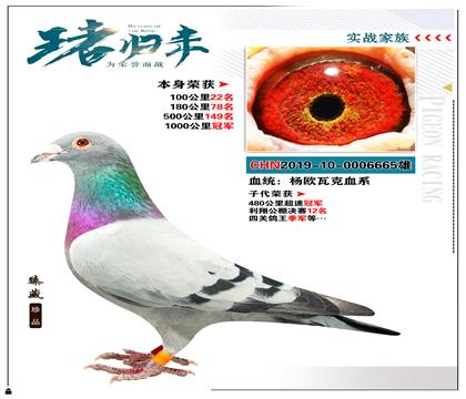 血统:杨欧瓦克血系 本身成绩1000公里冠军