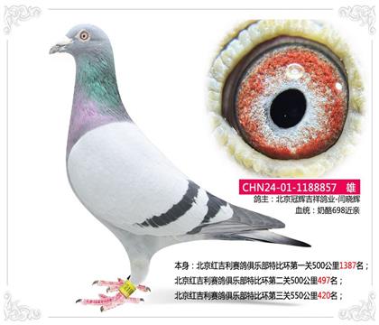 北京红吉利赛鸽俱乐部特比环第三关550公里420名 雄
