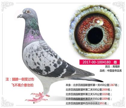 高福新--北京百鸽园联盟杯四关综合鸽王851名 雌
